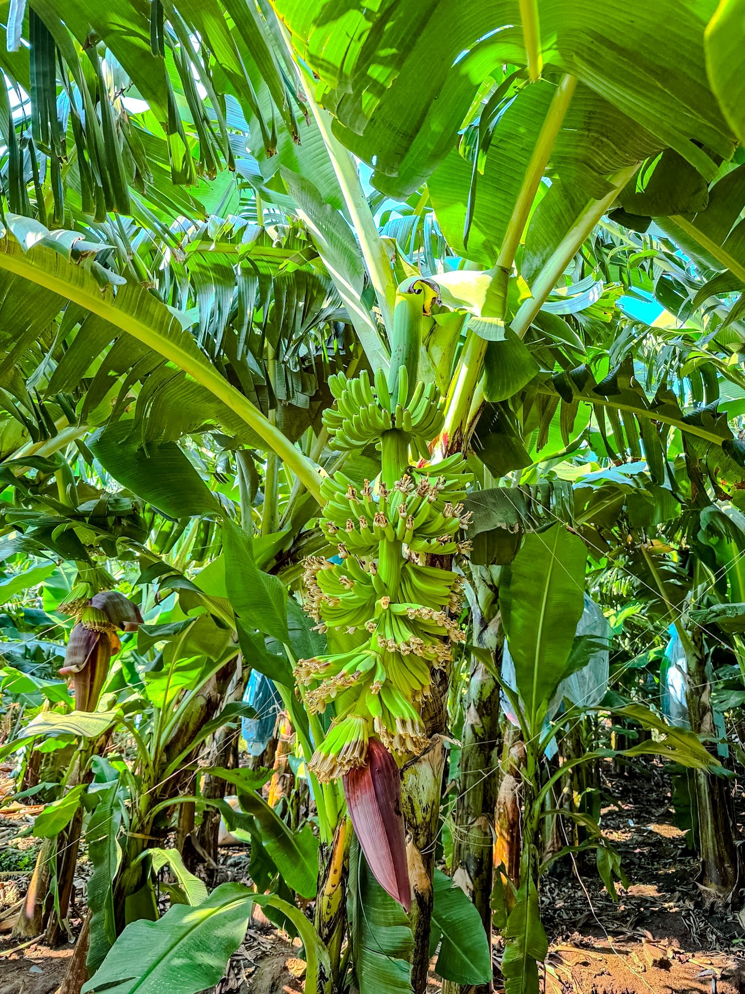 ForPeasantz IMPORT EXPORT COMPANY LIMITED